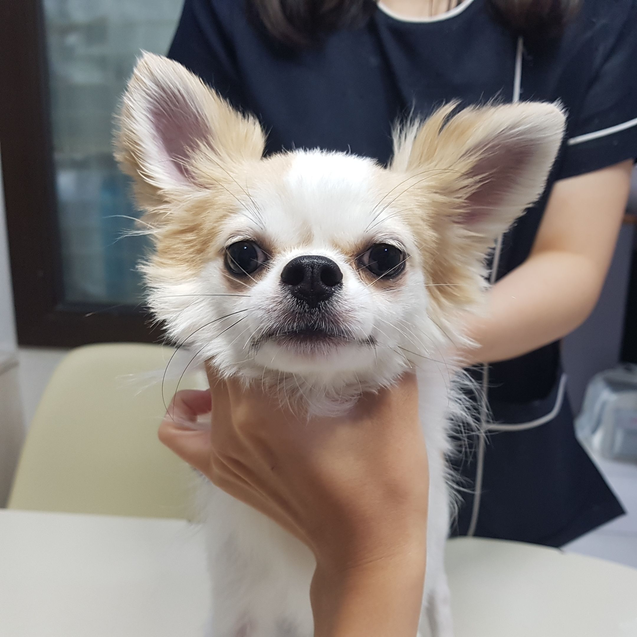치와와 이미지 파일 입니다.
